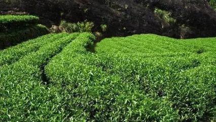 品大紅袍的雅致，避農(nóng)副產(chǎn)品的陷阱 常見問題與解決方案